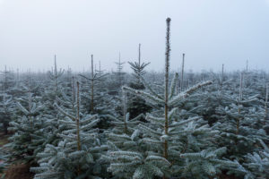 Christmas tree plantation in winter, Wagenschwend, Odenwald, Baden-Wurttemberg, Germany Christmas tree plantation in winter, Wagenschwend, Odenwald, Baden-Wurttemberg, Germany